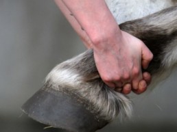 Osteopathie rund ums Pferd_Behandlung des Sprunggelenks