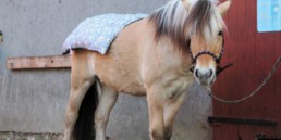 Osteopathie-rund-ums-Pferd-Rückenprobleme mit Körnerkissen behandeln_3